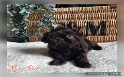 Shih Tzu dogs for sale: Stunning KC chocolate imperial Shihtzu puppies - Image 21