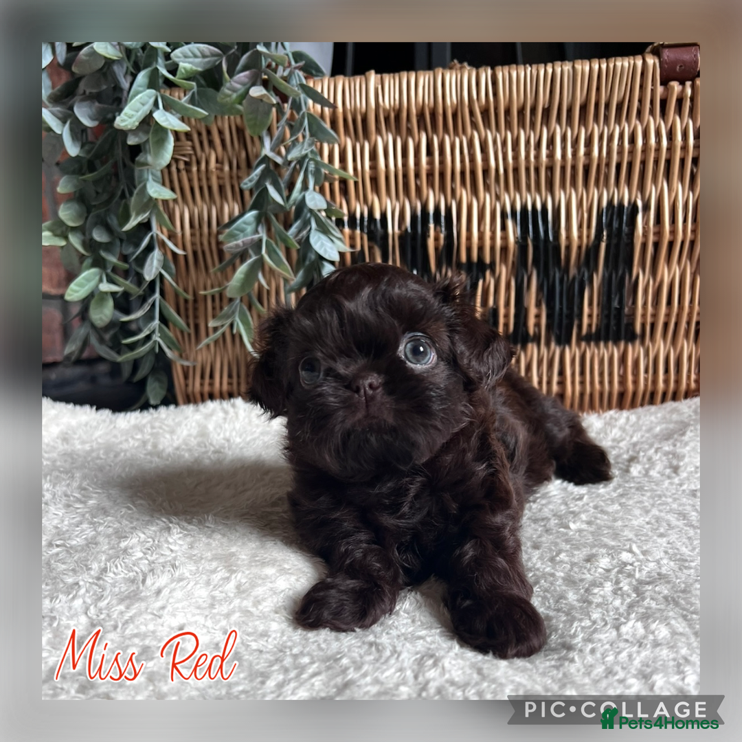 Shih Tzu dogs for sale: Stunning KC chocolate imperial Shihtzu puppies - Image 21