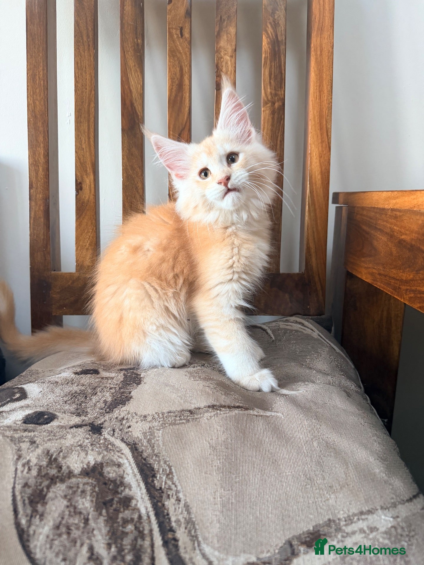 Maine Coon cats Fife registered, red silver Maine coon kittens  - Advert 2