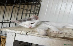 Mixed Breed cats for adoption: Korey - Norwich Norfolk  - Image 1