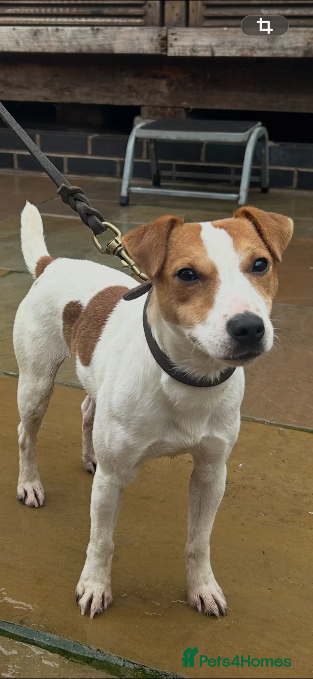 Jack Russell dogs for stud: Jack Russel Proven Stud - Advert 2