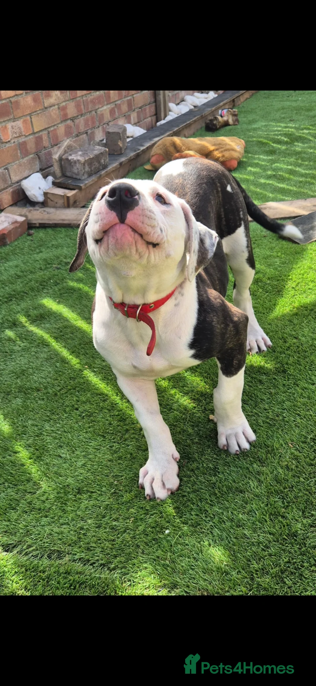 American Bulldog dogs for sale: American bulldog in Grimsby - Advert 6