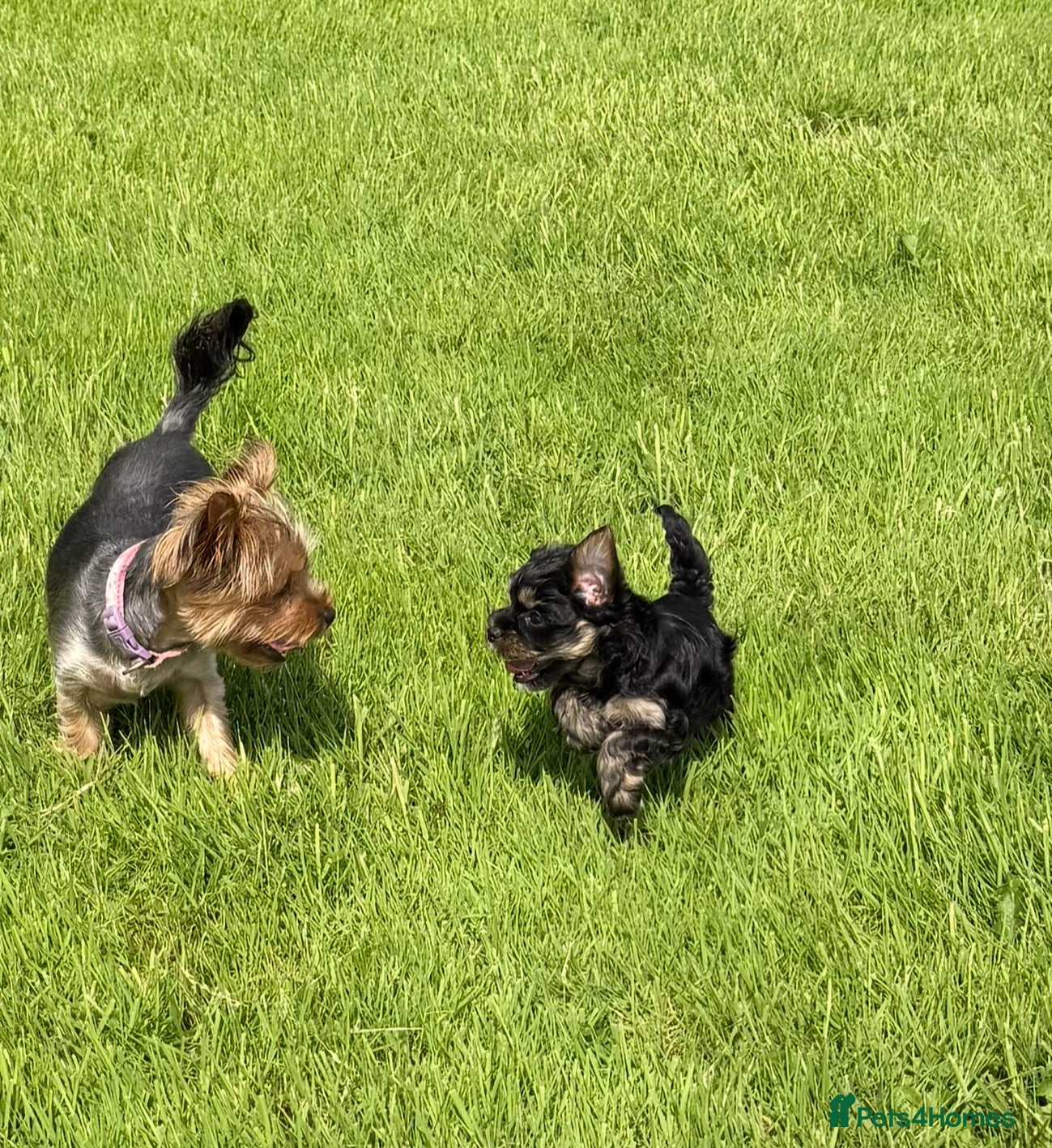 Yorkshire Terrier dogs Small Mini Yorkshire Terrier Puppies - Advert 2