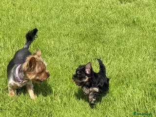 Yorkshire Terrier dogs Small Mini Yorkshire Terrier Puppies - Advert 2