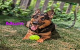 German Shepherd dogs for sale: German shepherd puppy aprox 8 weeks old  - Image 2