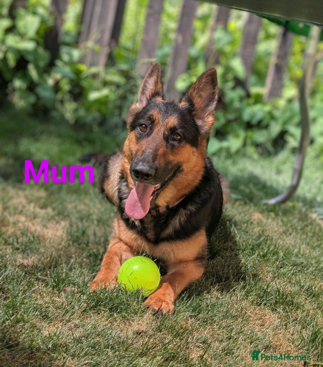 German Shepherd dogs for sale: German shepherd puppy aprox 8 weeks old  - Image 2