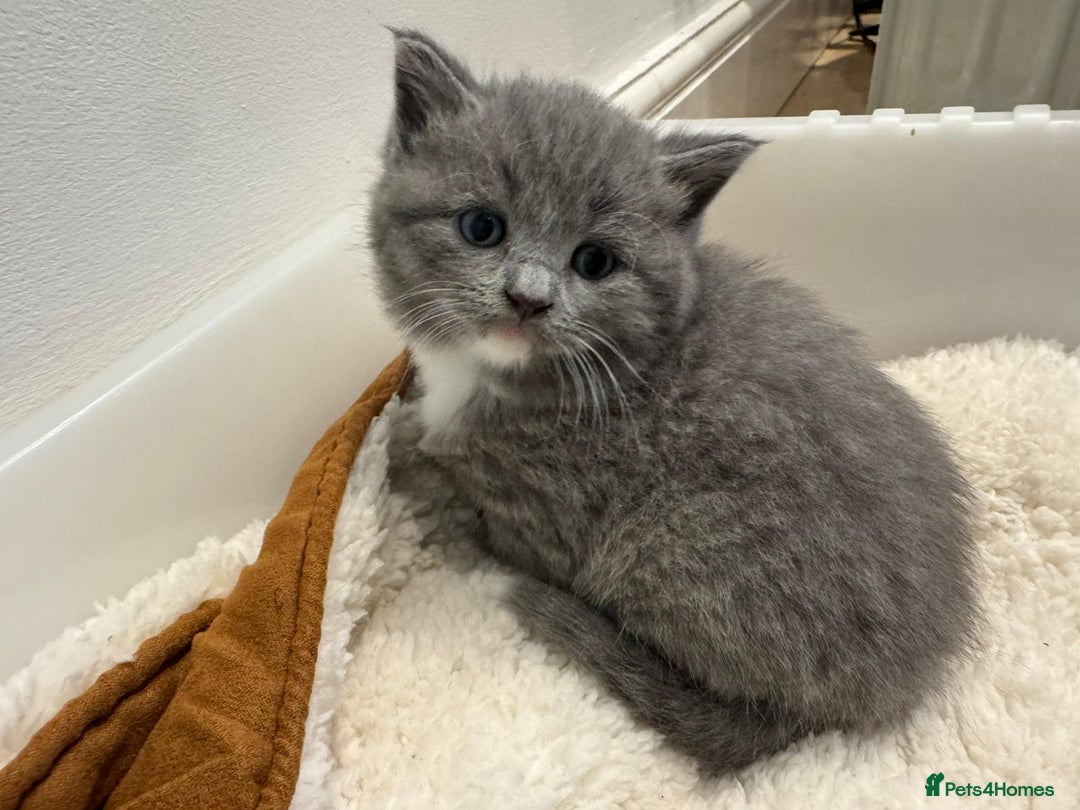 British Shorthair cats for sale: British Shorthair X Kittens  - Advert 4