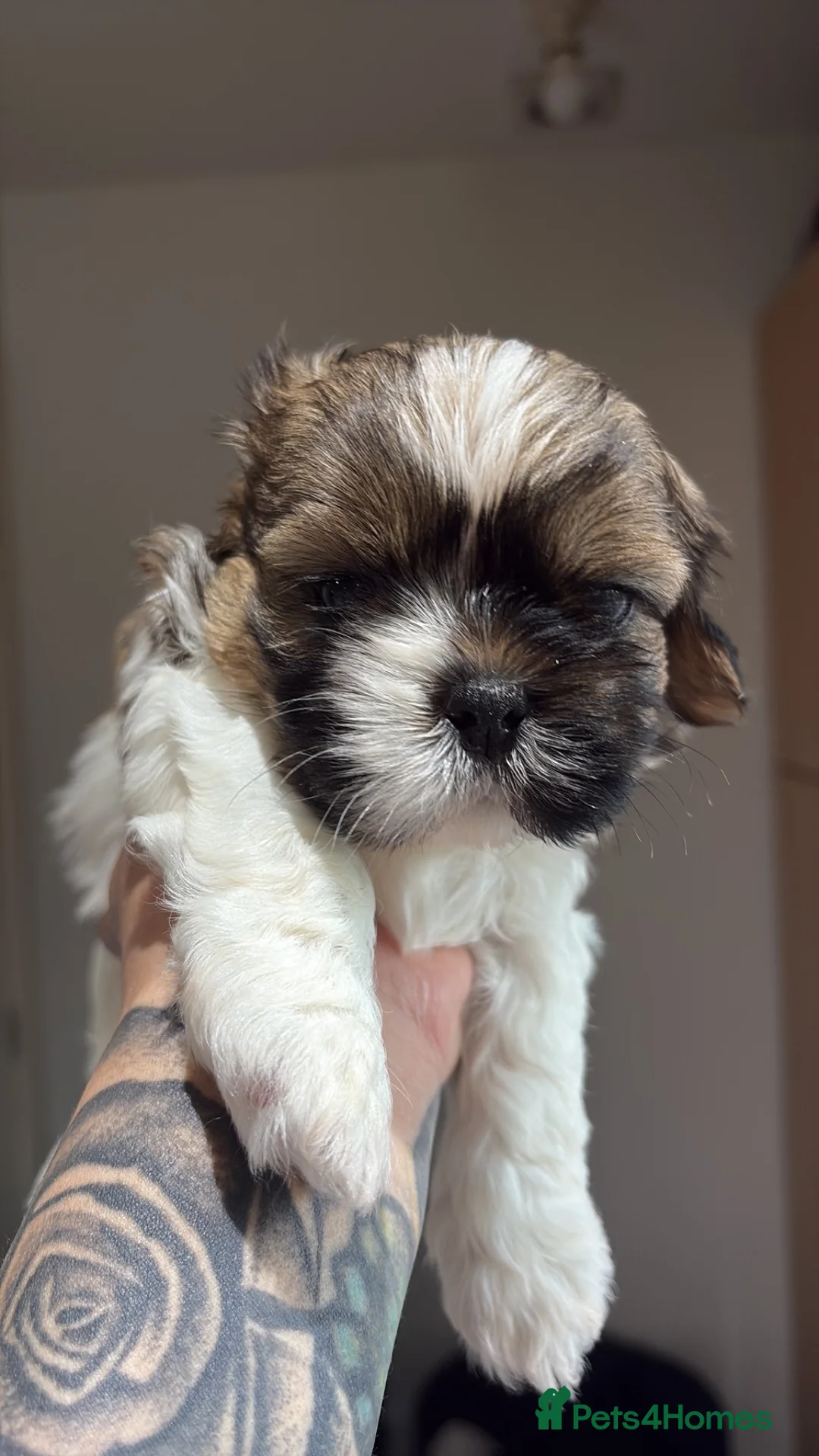 Shih Tzu dogs for sale: Beautiful Shih Tzu Puppies Available 🐶   in Stockport - Advert 6
