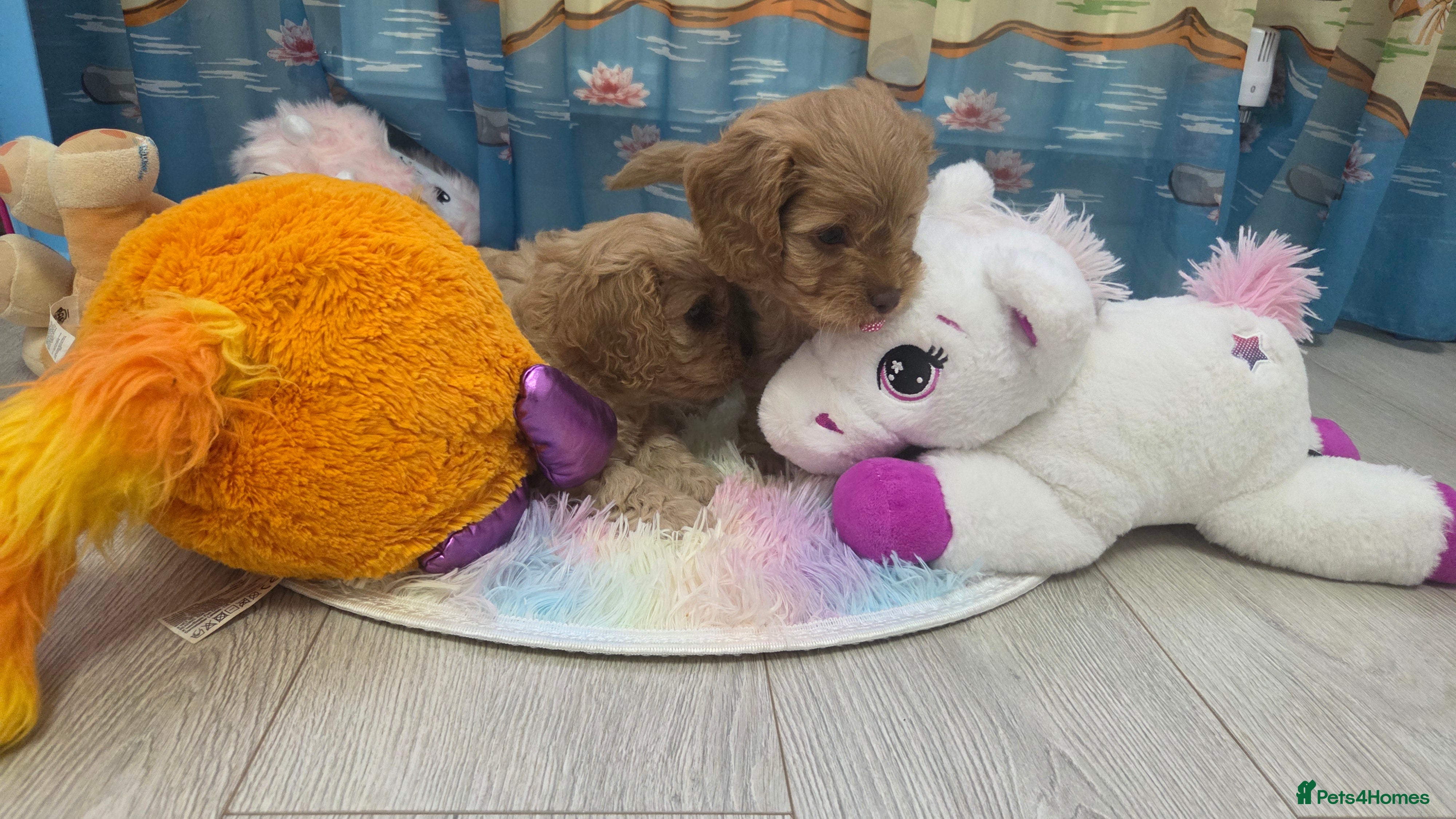 Cavapoo dogs Beautiful Cavapoo Puppies – Ready from 7th March - Advert 3