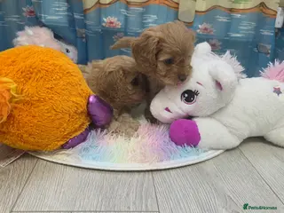 Cavapoo dogs Beautiful Cavapoo Puppies – Ready from 7th March - Advert 3