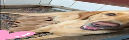 Labrador Retriever dogs for sale: Labrador puppies - Advert 5