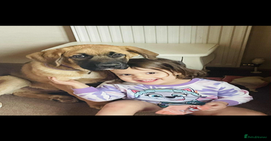 Mixed Breed dogs - Advert 4