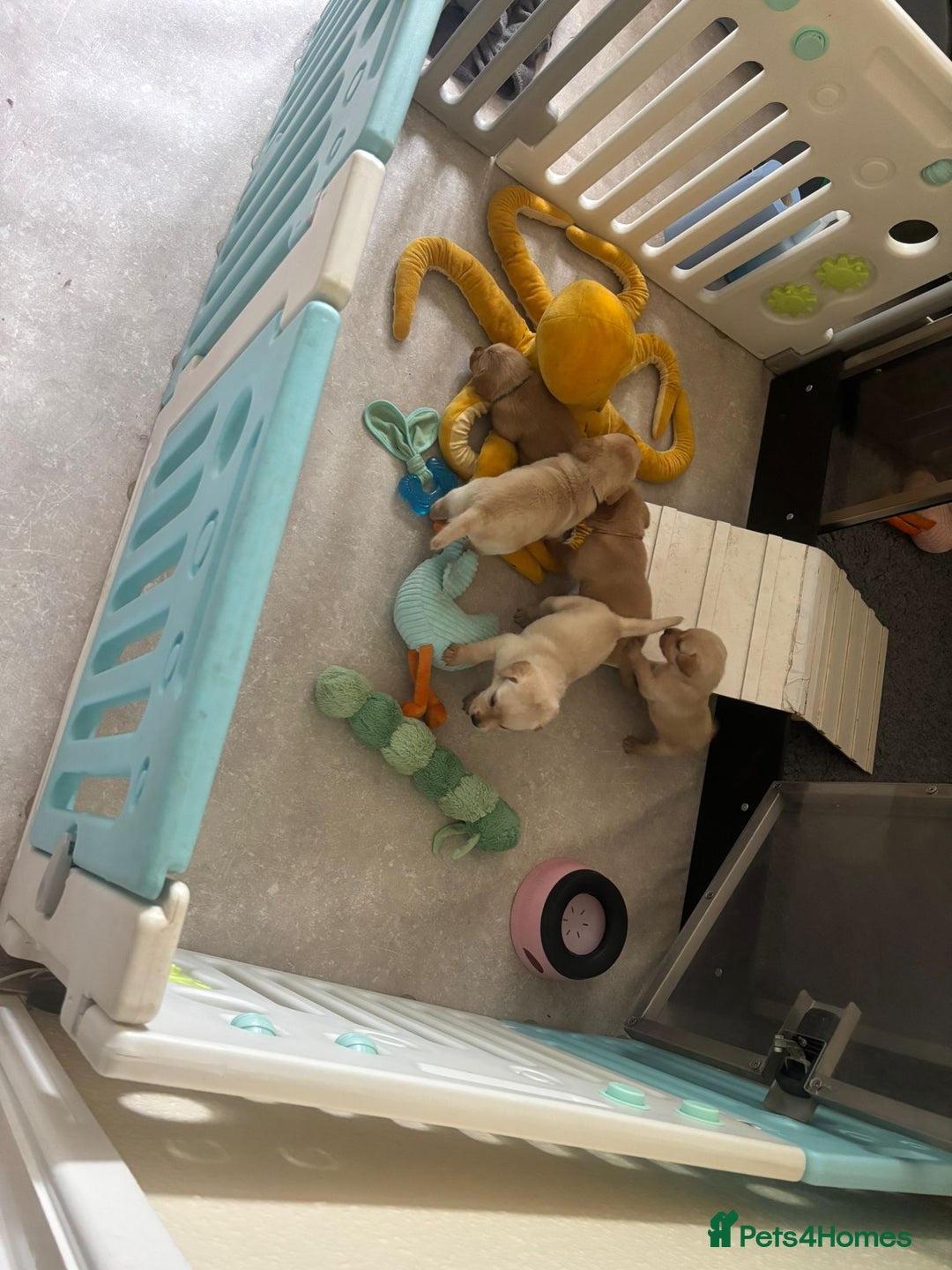 Labrador Retriever dogs for sale: Home bred working Labrador puppies - Image 17