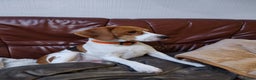 Beagle dogs for sale: Beagle puppy's  - Advert 5