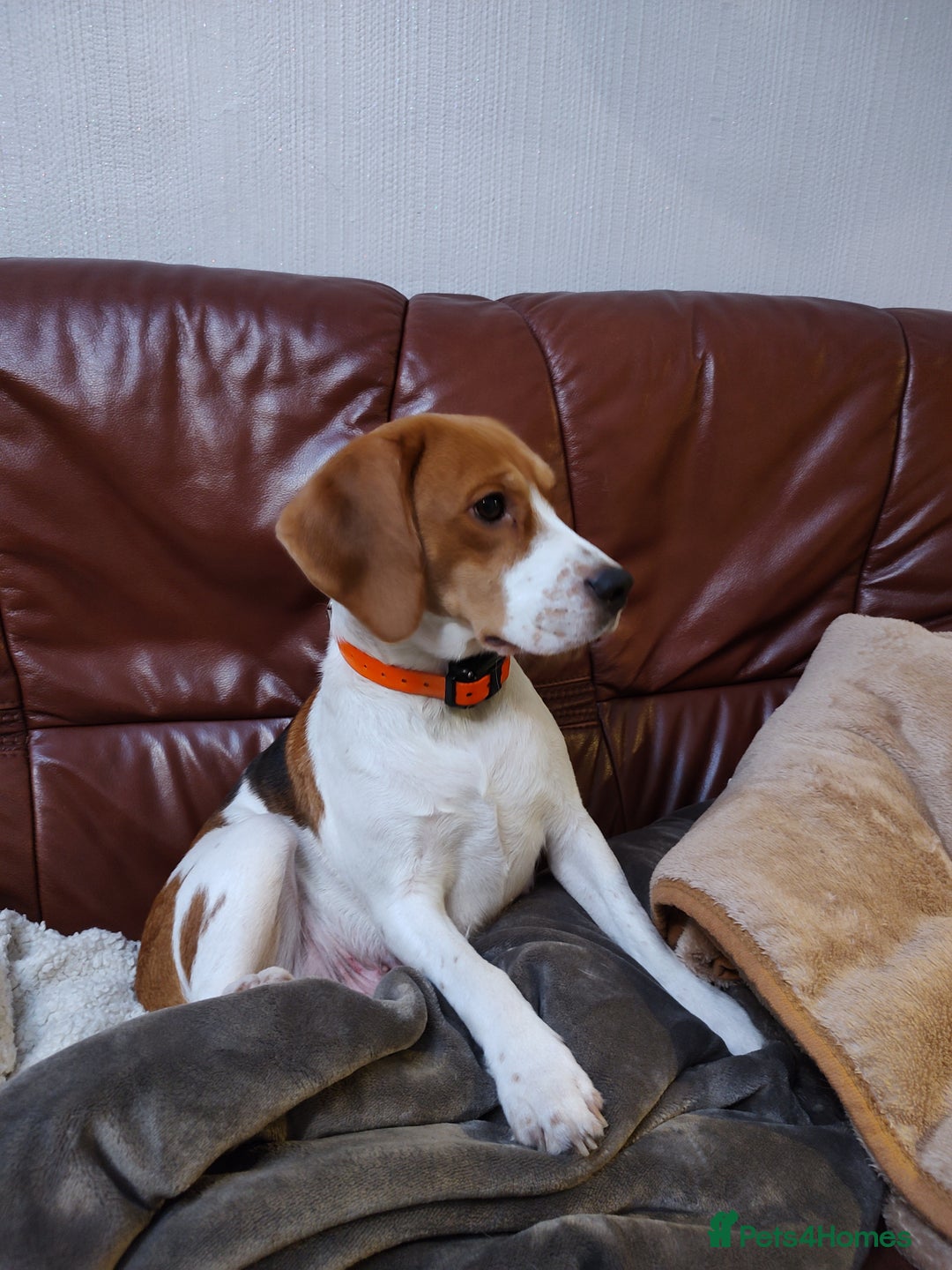 Beagle dogs for sale: Beagle puppy's  - Advert 5