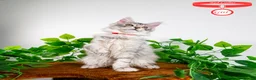 Maine Coon cats for sale: Stunning Maine Coon Kittens Ready - Advert 14