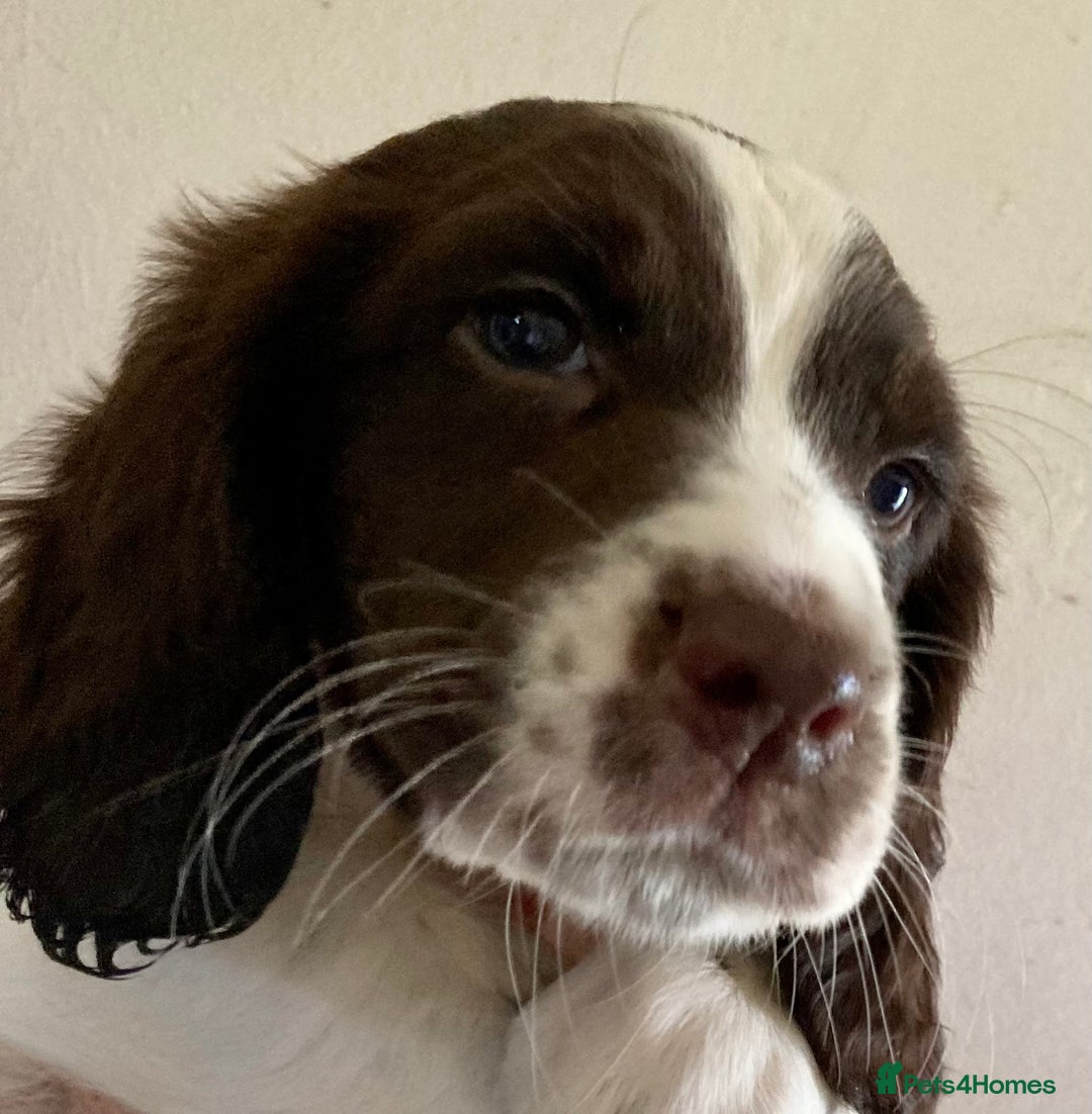 English Springer Spaniel dogs for sale: English Springer Spaniel Pups  - Image 34