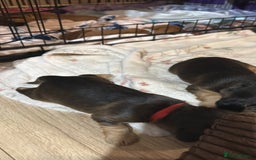 Cocker Spaniel dogs for sale: Gorgeously adorable Show Cocker Spaniels - Advert 22