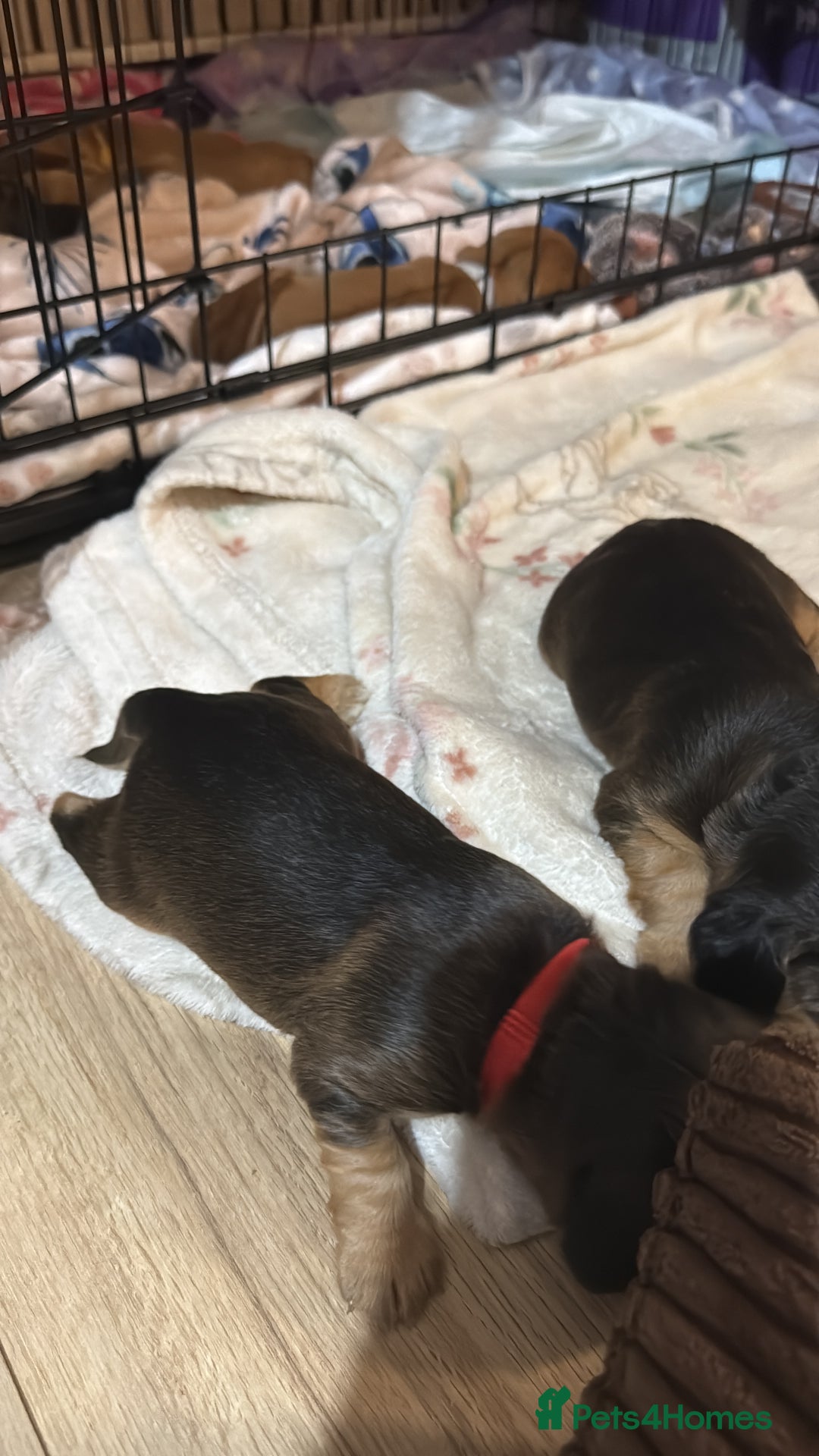 Cocker Spaniel dogs for sale: Gorgeously adorable Show Cocker Spaniels - Advert 22