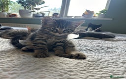 Mixed Breed cats for sale: A beautiful mix of kittens. - Image 3