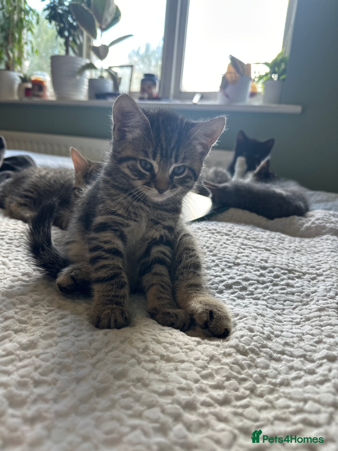 Mixed Breed cats for sale: A beautiful mix of kittens. - Image 3