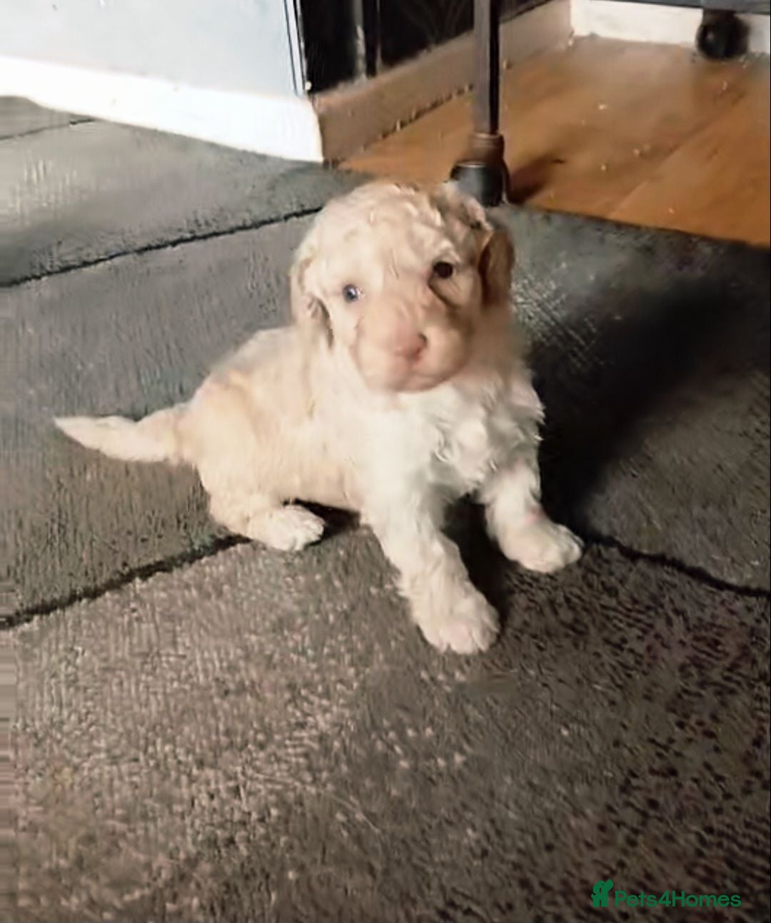 Mini Goldendoodle dogs 🐾Exceptional F1B Miniature Goldendoodle Puppies🐾 - Advert 1