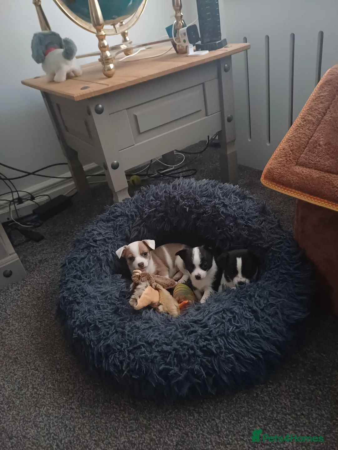 Mixed Breed dogs for sale: Jackawawa puppies in Bishop Auckland - Advert 2