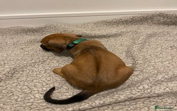 Rhodesian Ridgeback dogs for sale: Pedigree Ridgeback Puppies - READY FOR VIEWING in Scunthorpe - Image 30