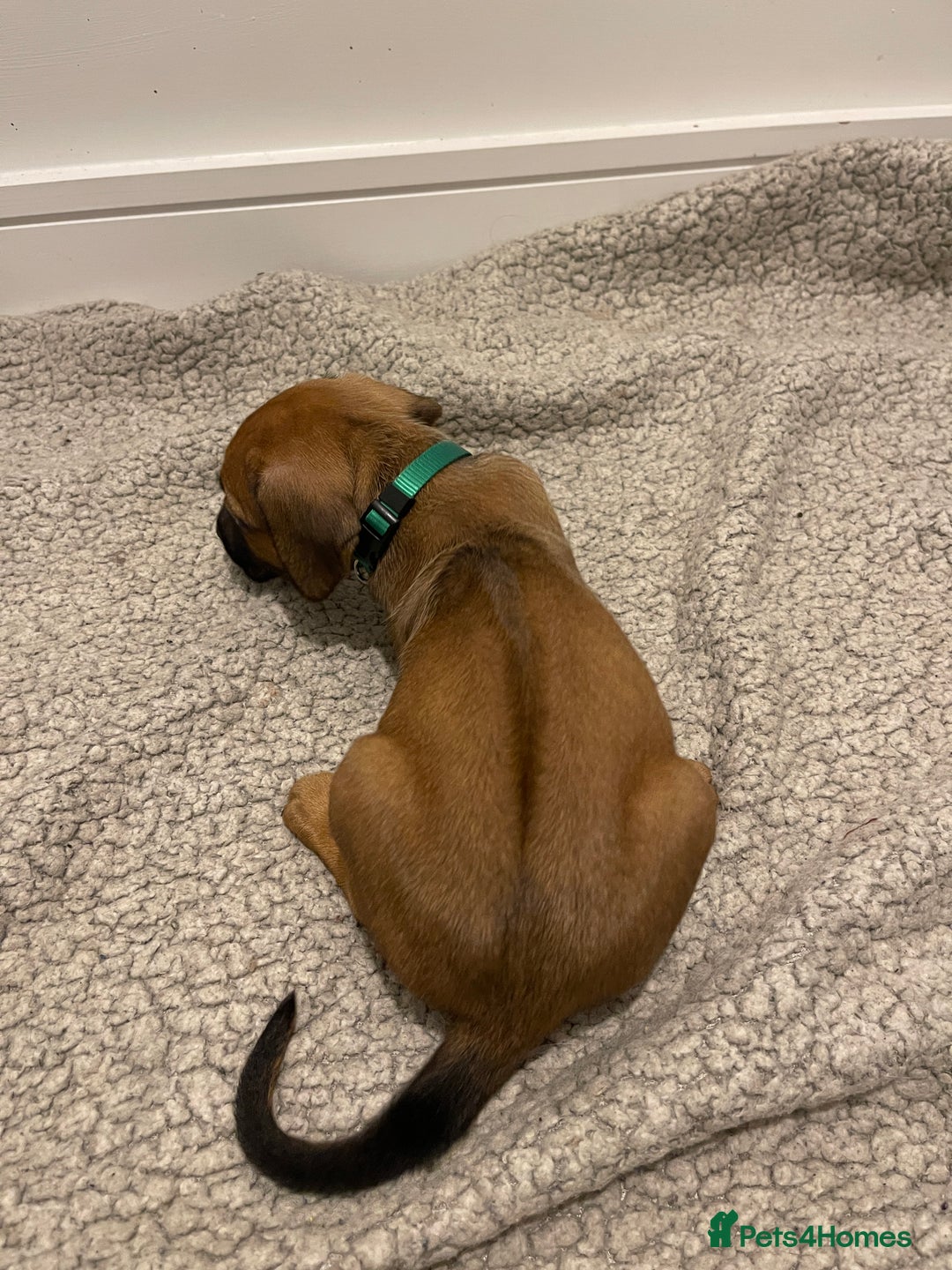 Rhodesian Ridgeback dogs for sale: Pedigree Ridgeback Puppies - READY FOR VIEWING in Scunthorpe - Image 30