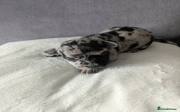 Chihuahua dogs for sale: Stunning merle Chihuahua puppies  - Image 5