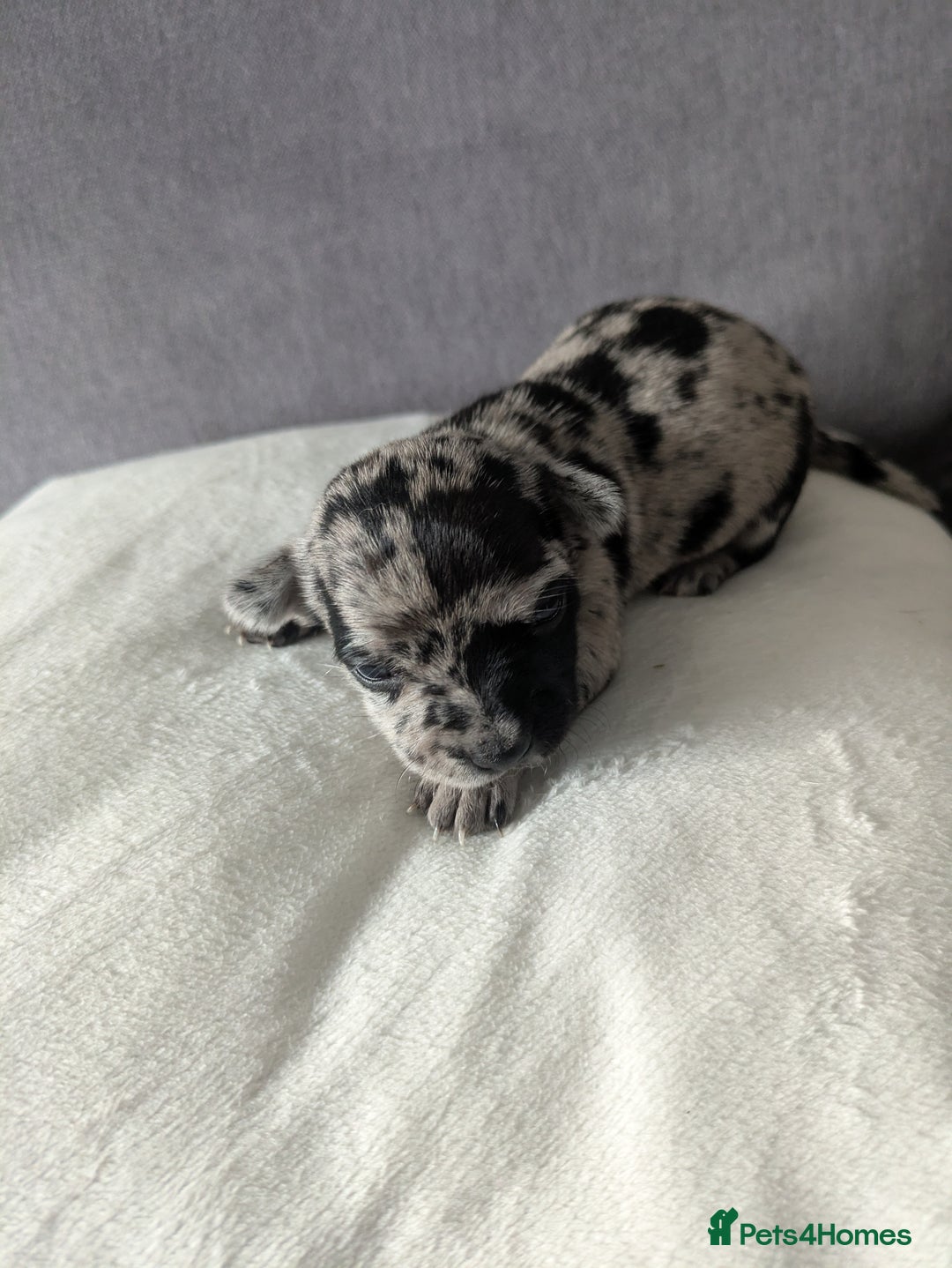Chihuahua dogs for sale: Stunning merle Chihuahua puppies  - Image 5