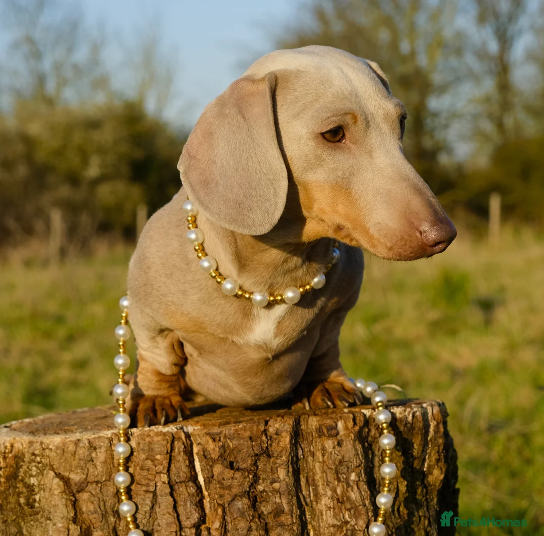 Miniature Dachshund dogs for stud: Award winning breeder-KC Lilac/Isabella Tan  - Advert 1