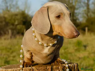 Miniature Dachshund dogs Award winning breeder-KC Lilac/Isabella Tan - Advert 3