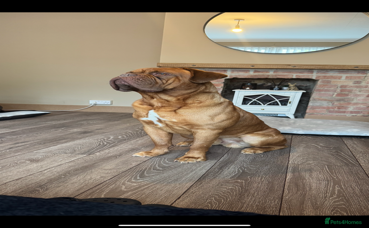 Mixed Breed dogs - Advert 2