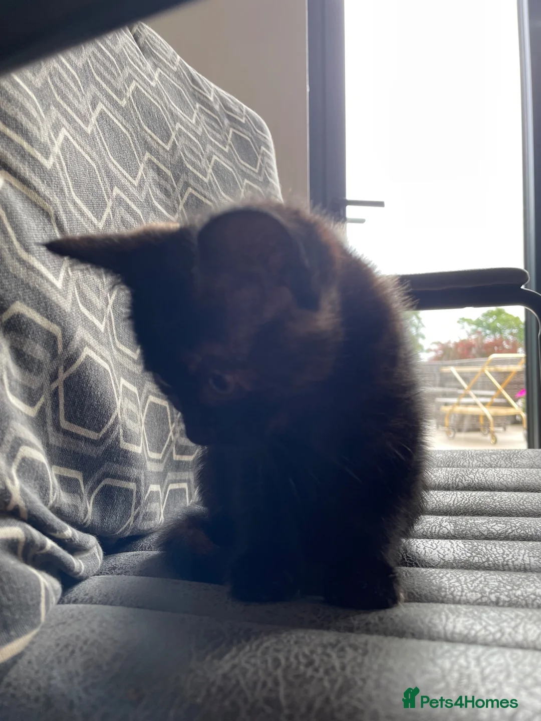 British Shorthair cats for sale: Gorgeous boys and girl kittens  - Advert 2