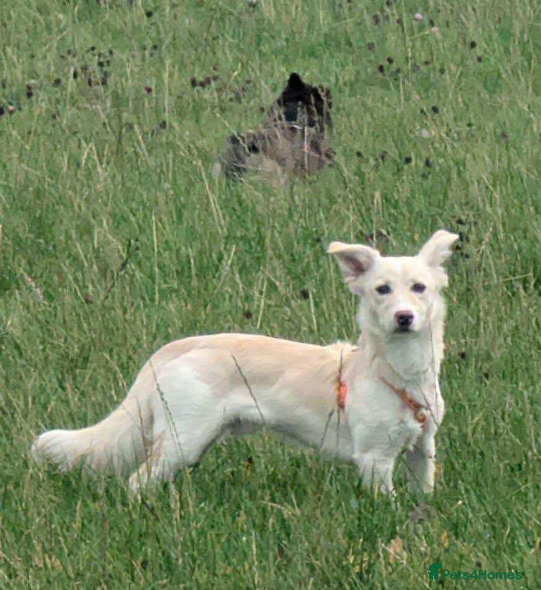 Mixed Breed dogs for adoption: ❤️🐾 Snoopy 🐾❤️ - Advert 3