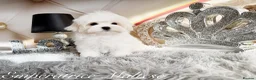 Maltese dogs for sale: Tiny KC Reg. Korean Maltese- CH line show dogs! - Advert 5