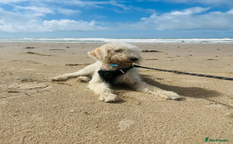 Labradoodle dogs - Advert 1