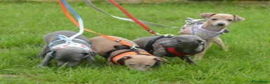 Italian Greyhound Puppy 2