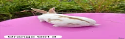 Rex rabbits for sale: Mini Rex Rabbits Mixed Colours Very Friendly  - Advert 12