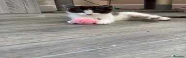 Turkish Van Kitten 2