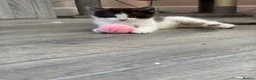 Turkish Van cats for sale: Stunning Turkish van mix READY NOW - Advert 16