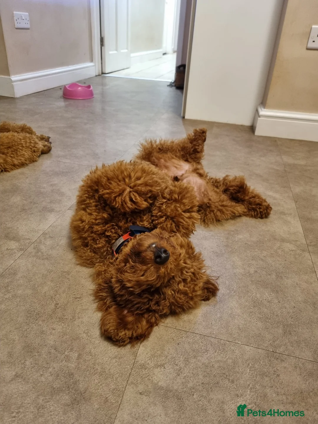 Miniature Poodle dogs for stud: Miniature poodle in Shepton Mallet - Advert 6