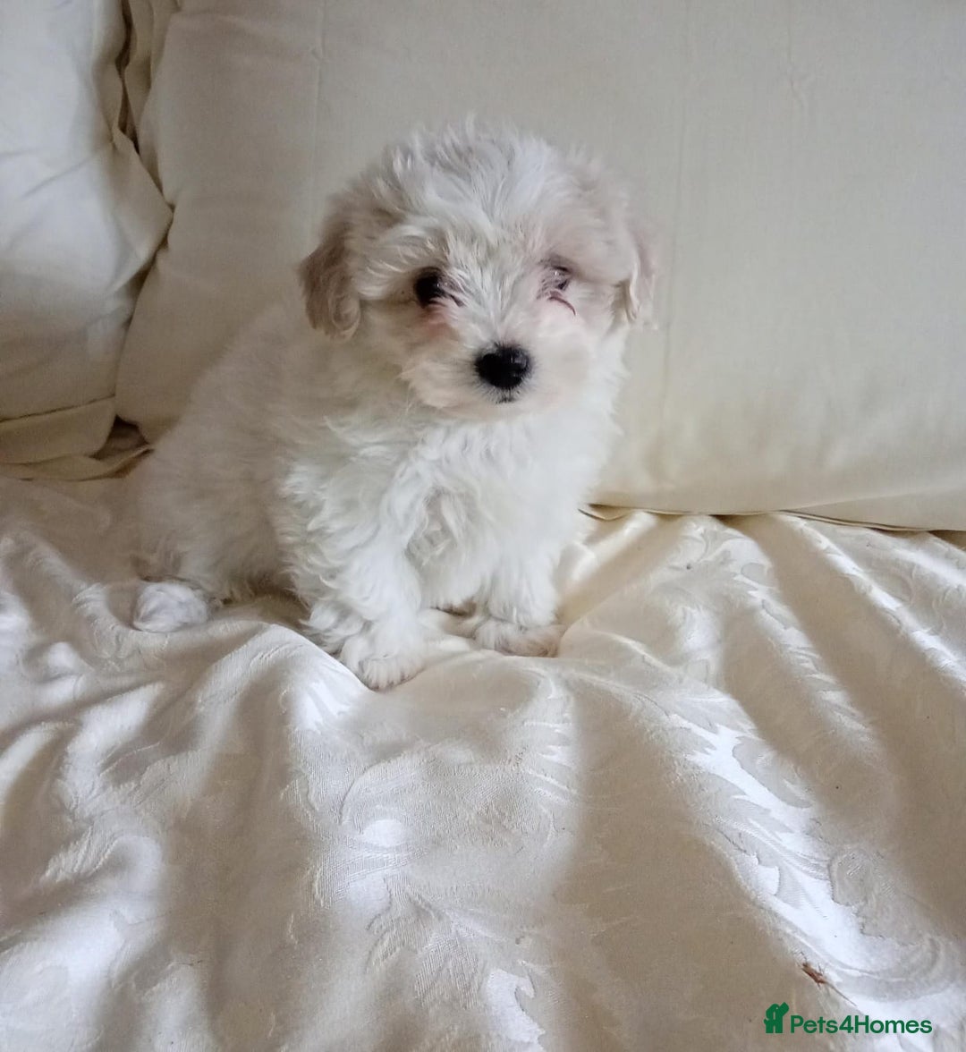 Maltipoo dogs for sale: Maltipoo puppies  - Advert 9