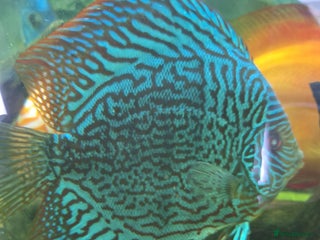 Discus fish - Advert 2