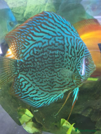 Discus fish - Advert 3