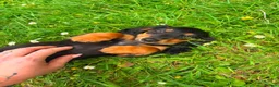 Miniature Dachshund dogs for sale: Beautiful KC reg long haired female  - Advert 1