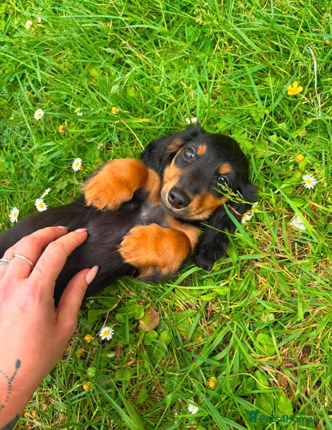 Miniature Dachshund dogs for sale: Beautiful KC reg long haired female  - Advert 1