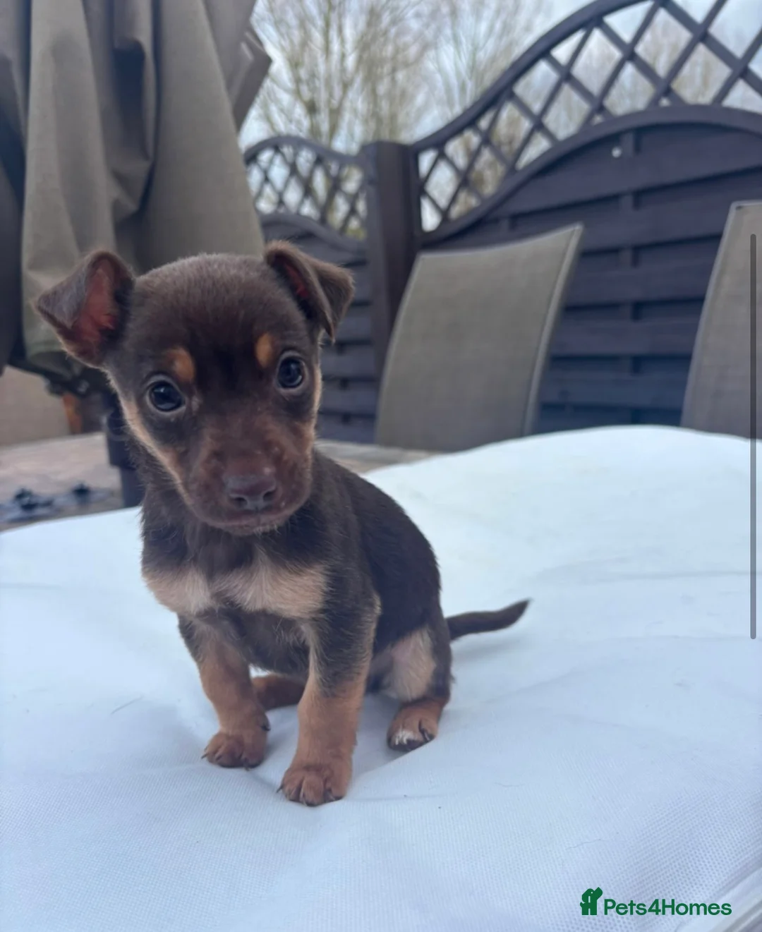 Jack Russell dogs for sale: Miniature Jack Russel puppies for sale - Advert 2