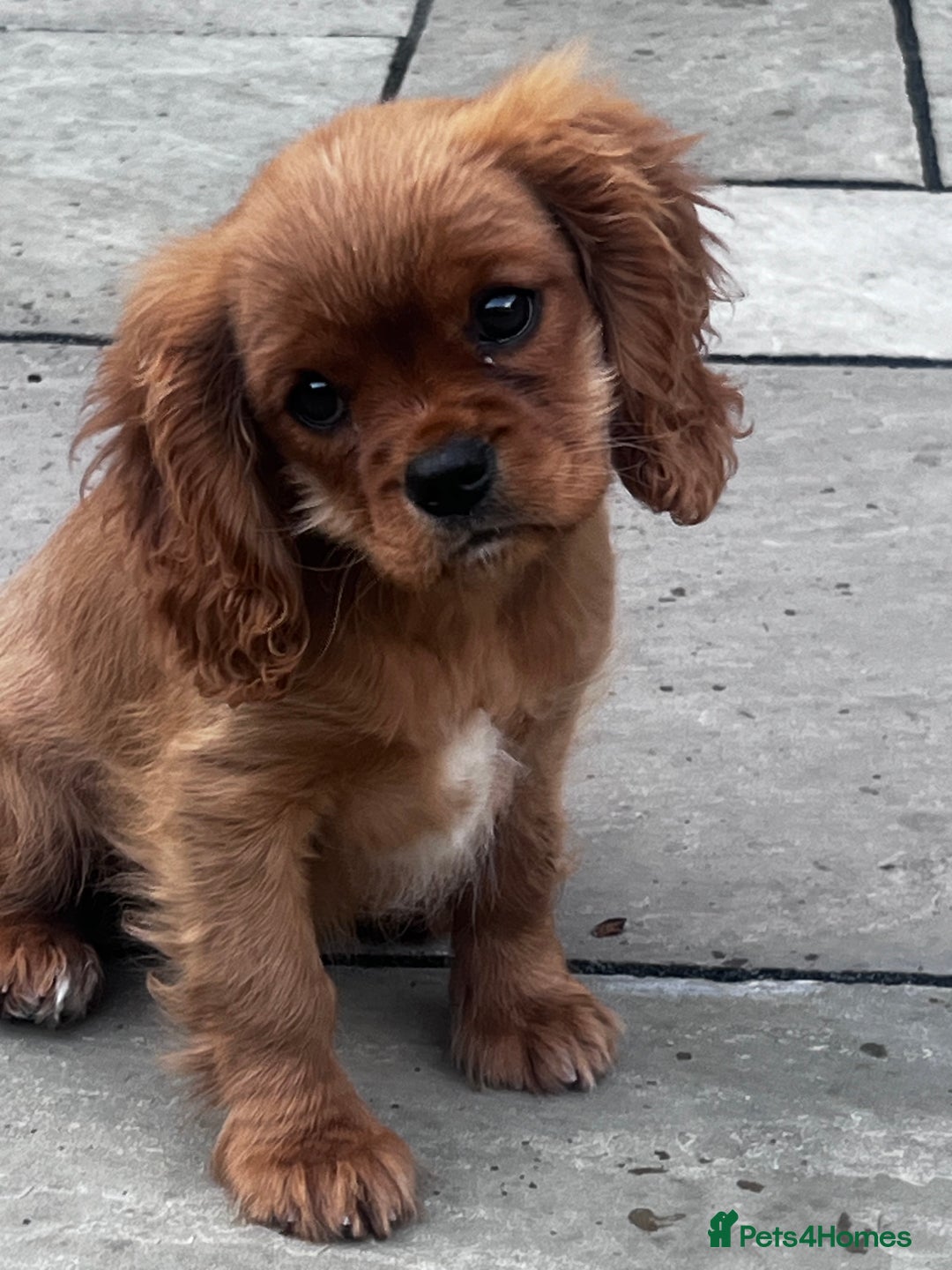 Cavalier King Charles Spaniel dogs for sale: KC cavalier King Charles dna clear  - Image 2